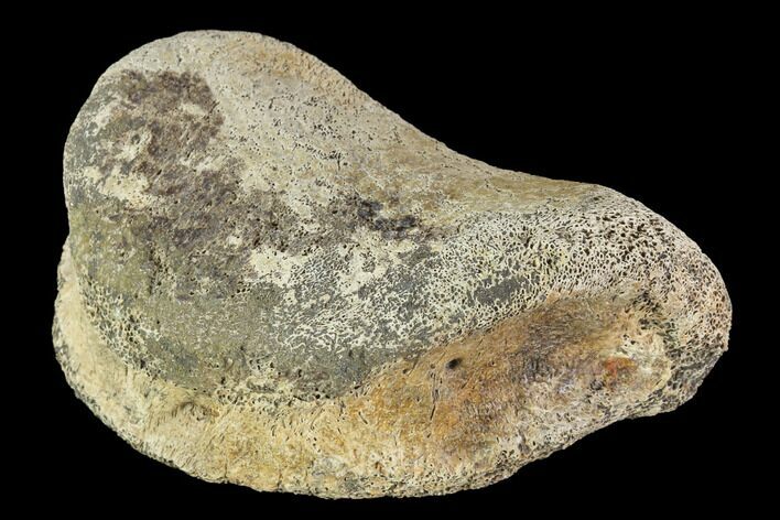 Hadrosaur Toe Bone - Alberta (Disposition #-) #95135